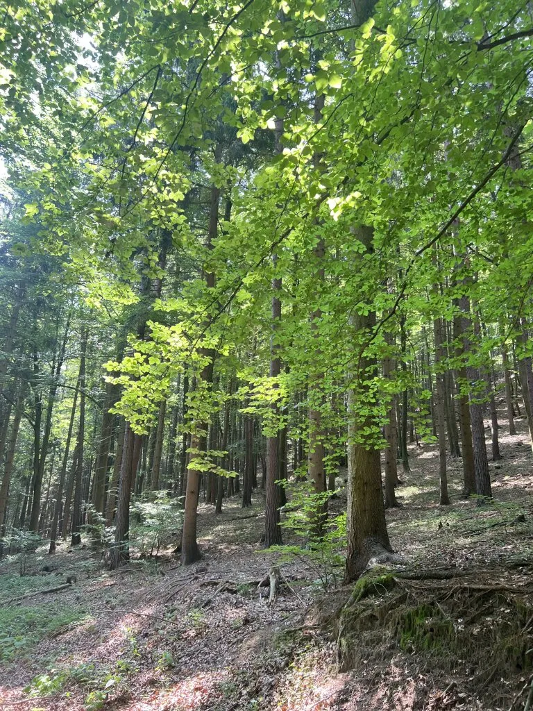 Wohnung – Graz, Katastralgemeinde Gösting, Gösting - Ansicht 3
