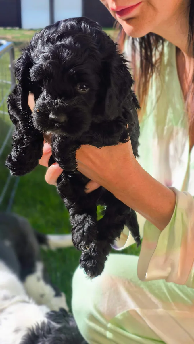 Markus Rosenauer Cockapoo Cockerpoo Welpen (Amerikanischer Cockerspaniel + Pudel ...