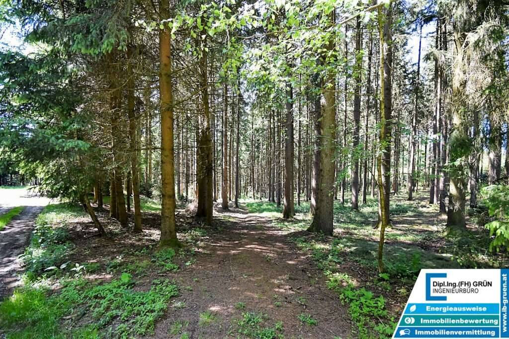 Bestens bewirtschafteter Wald (ca. 2,56 ha) mit Top-Zufahrt & Holzlagerplatz – pohled 2