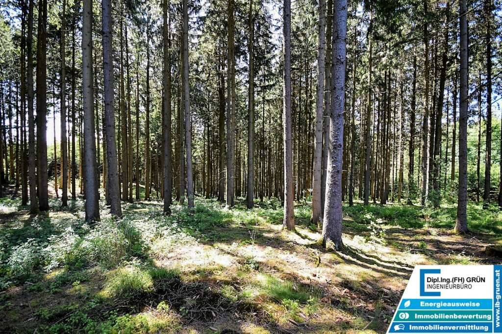 Bestens bewirtschafteter Wald (ca. 2,56 ha) mit Top-Zufahrt & Holzlagerplatz – pohled 3