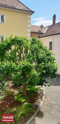 3-Zimmer-Wohnung mieten in Krems an der Donau – 90 m², € 1.295 – Bild 12 von 22