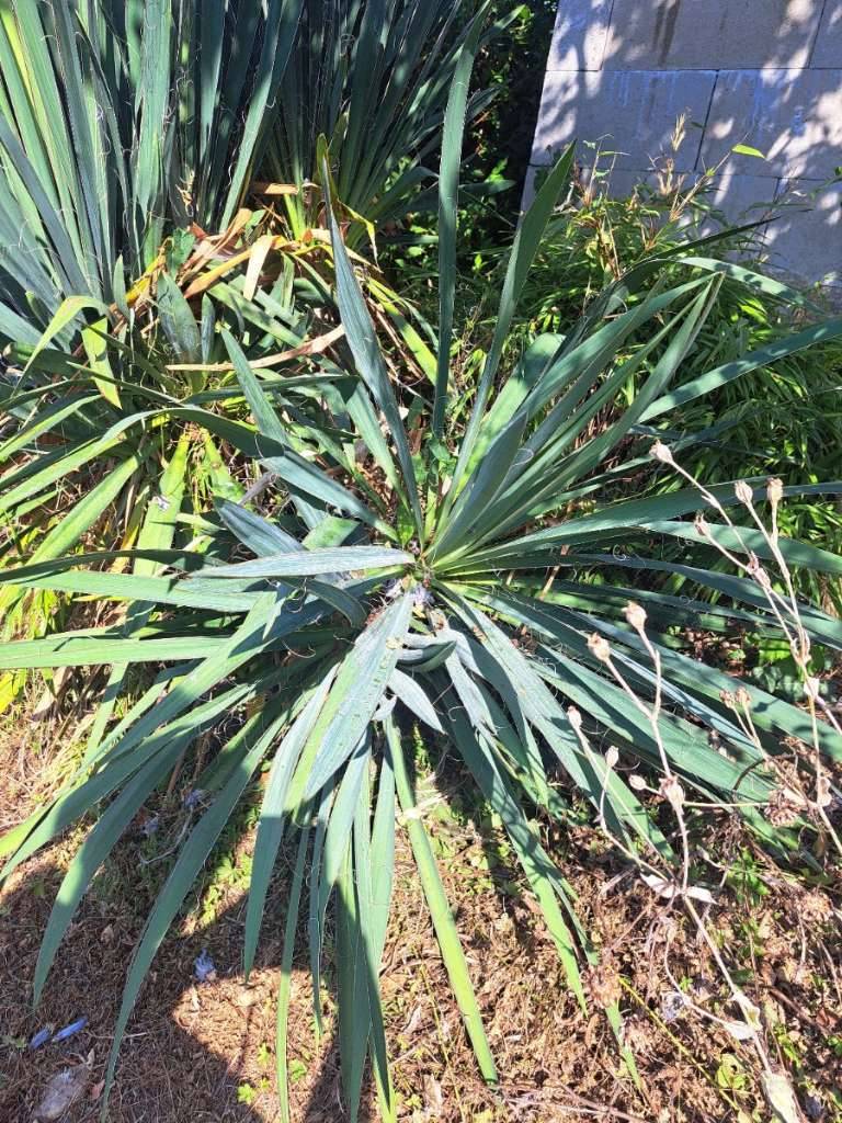 Yucca filamentosa/ Fdige Palmlilie-Hauswurz,  15,- (8230 Hartberg  Umgebung) - willhaben