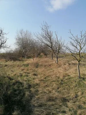 Immobilie kaufen in Neusiedl am See – 7 037 m², € 11 – Bild 34 von 34