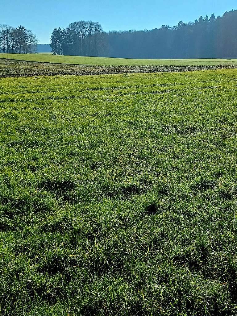 Attraktives Baugrundstück in Eggelsberg - Ansicht 3
