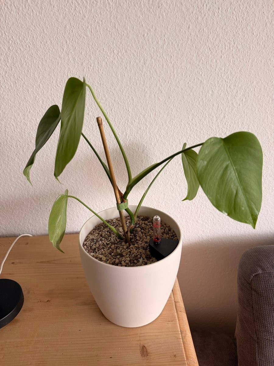 monstera malen acryl Monstera-Deliciosa  Poster und Leinwnde in Aquarell-Optik