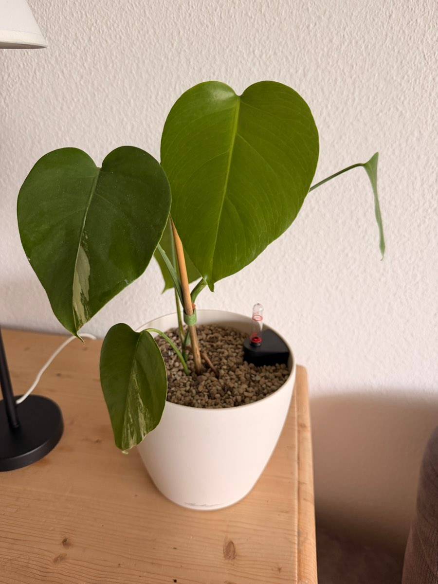 Monstera Zimmerpflanze Pflanze mit Lechuza Topf in Pon,  20,- (1210 Wien)  - willhaben
