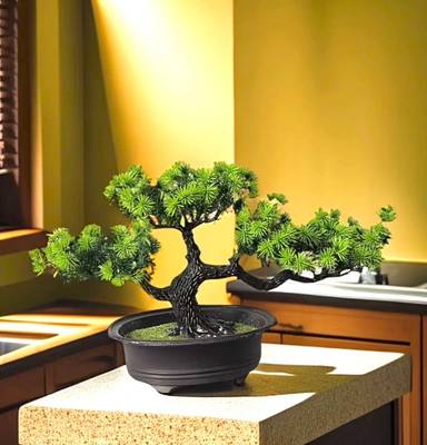 Bonsai Baum kaufen - willhaben
