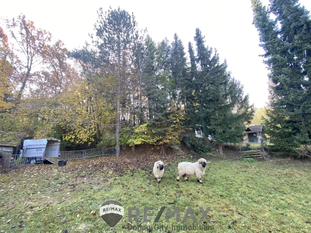 "Jahrhundertwende Stilhaus mit Wald" - Radharc 3