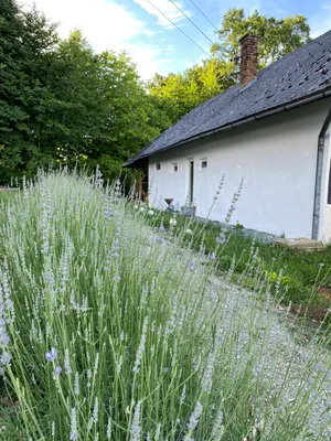 2-Zimmer-Haus mieten in Güssing – 50 m², € 800 – Bild 19 von 21