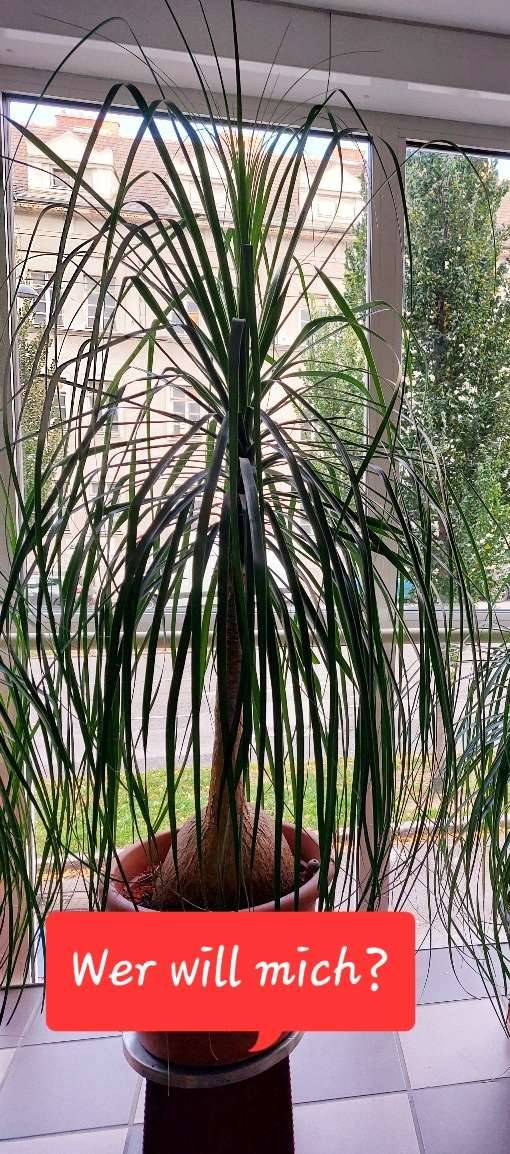 Elefantenfu (Beaucarnea),  100,- (1120 Wien) - willhaben