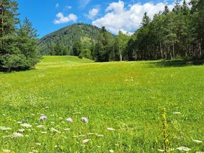 Grundstück kaufen in Wiener Neustadt Land – 15 304 m², € 295.000 – Bild 6 von 9