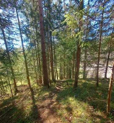 Grundstück kaufen in Wiener Neustadt Land – 15 304 m², € 295.000 – Bild 7 von 9