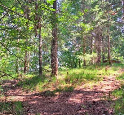 Grundstück kaufen in Wiener Neustadt Land – 15 304 m², € 295.000 – Bild 5 von 9