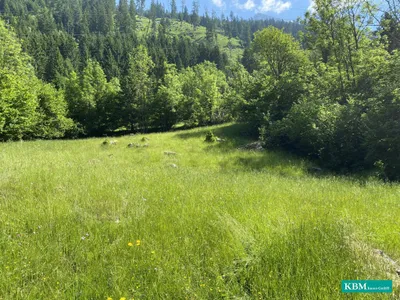 Immobilie kaufen in Spittal an der Drau – 3 121 m², € 250.000 – Bild 5 von 6