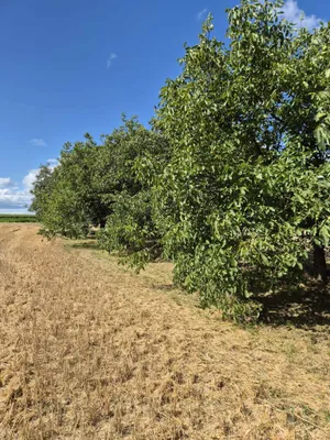 Grundstück kaufen in Oberpullendorf – 6 900 m², € 25.990 – Bild 11 von 16