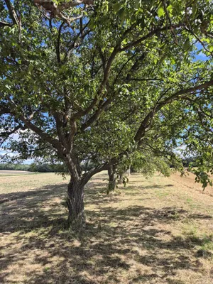 Grundstück kaufen in Oberpullendorf – 6 900 m², € 25.990 – Bild 3 von 16