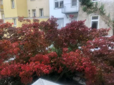 1-Zimmer-Wohnung mieten in Wien – 19 m², € 460 – Bild 3 von 12