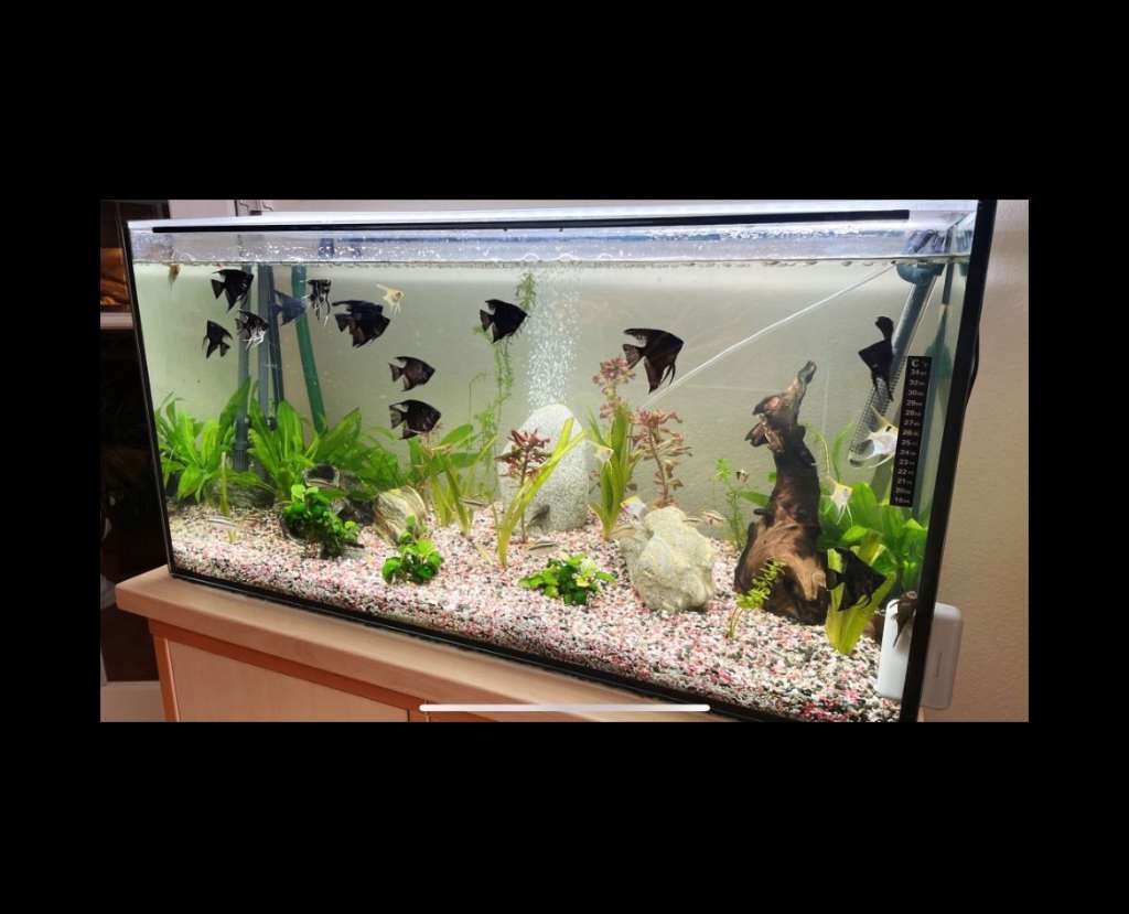 Aquarium store 240L mit Zubehör (Filter, Heizstab etc.) [120x40x50]