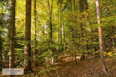 Grundstück kaufen in Deutschlandsberg – 6 763 m², € 249.000 – Bild 7 von 22