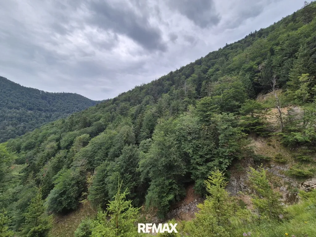 Mischwaldbestand am Kasberg mit strukturreichem Baumbestand - Ansicht 3