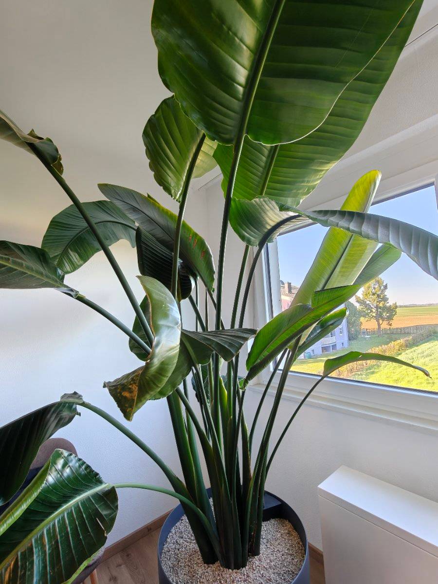 XXL Strelitzia Nicolai,  330,- (3812 Ellends) - willhaben
