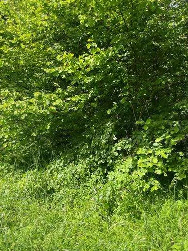 Idylisches Grundstück in Andritz zu verkaufen - Ansicht 3