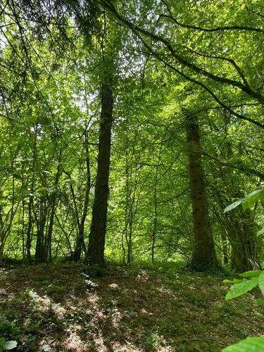 Idylisches Grundstück in Andritz zu verkaufen - Ansicht 2