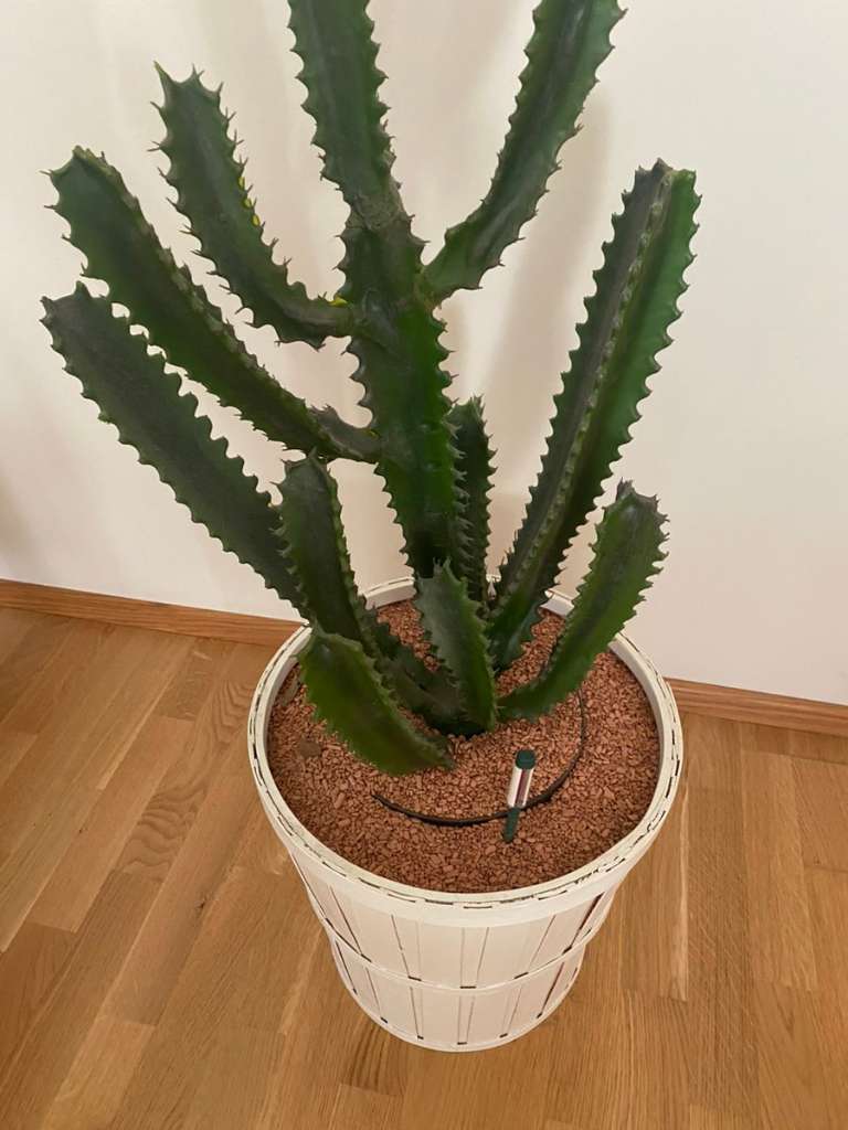 großer künstlicher Kaktus