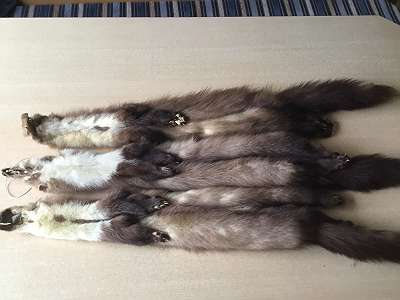 Wild silver Fox pelt