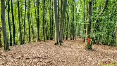 4-Zimmer-Haus kaufen in Südoststeiermark – 120 m², € 400.000 – Bild 26 von 28