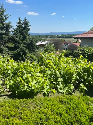 4-Zimmer-Haus kaufen in Wiener Neustadt Land – 130 m², € 640.000 – Bild 22 von 22