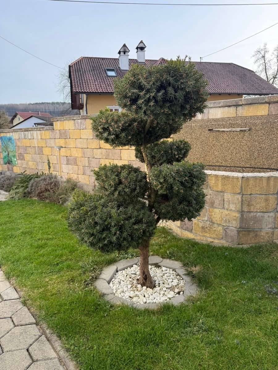 Eibe / Taxus Baccata - Bonsai Formgehlz,  1.200,- (4673 Gaspoltshofen) -  willhaben