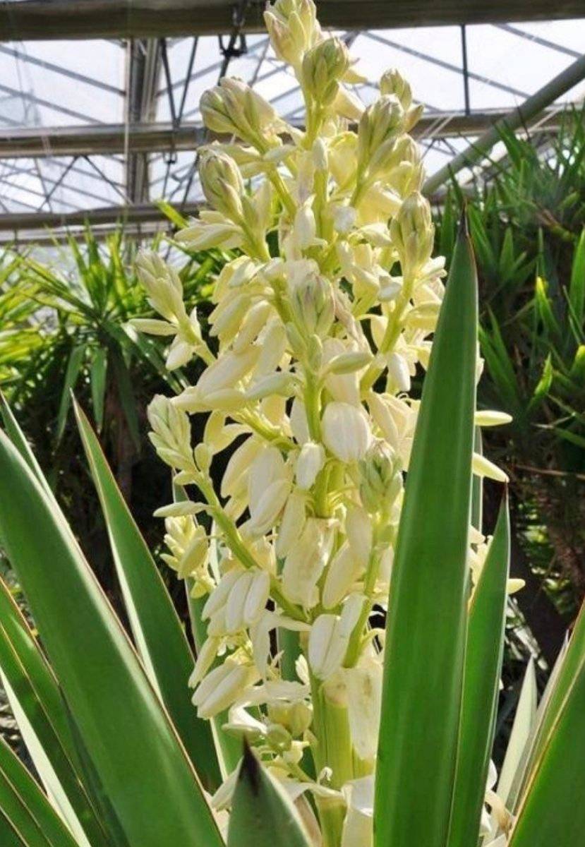 sansevieria ehrenbergii Snake Plant 'Samurai' – Vandermeer Nursery Ltd main image 0