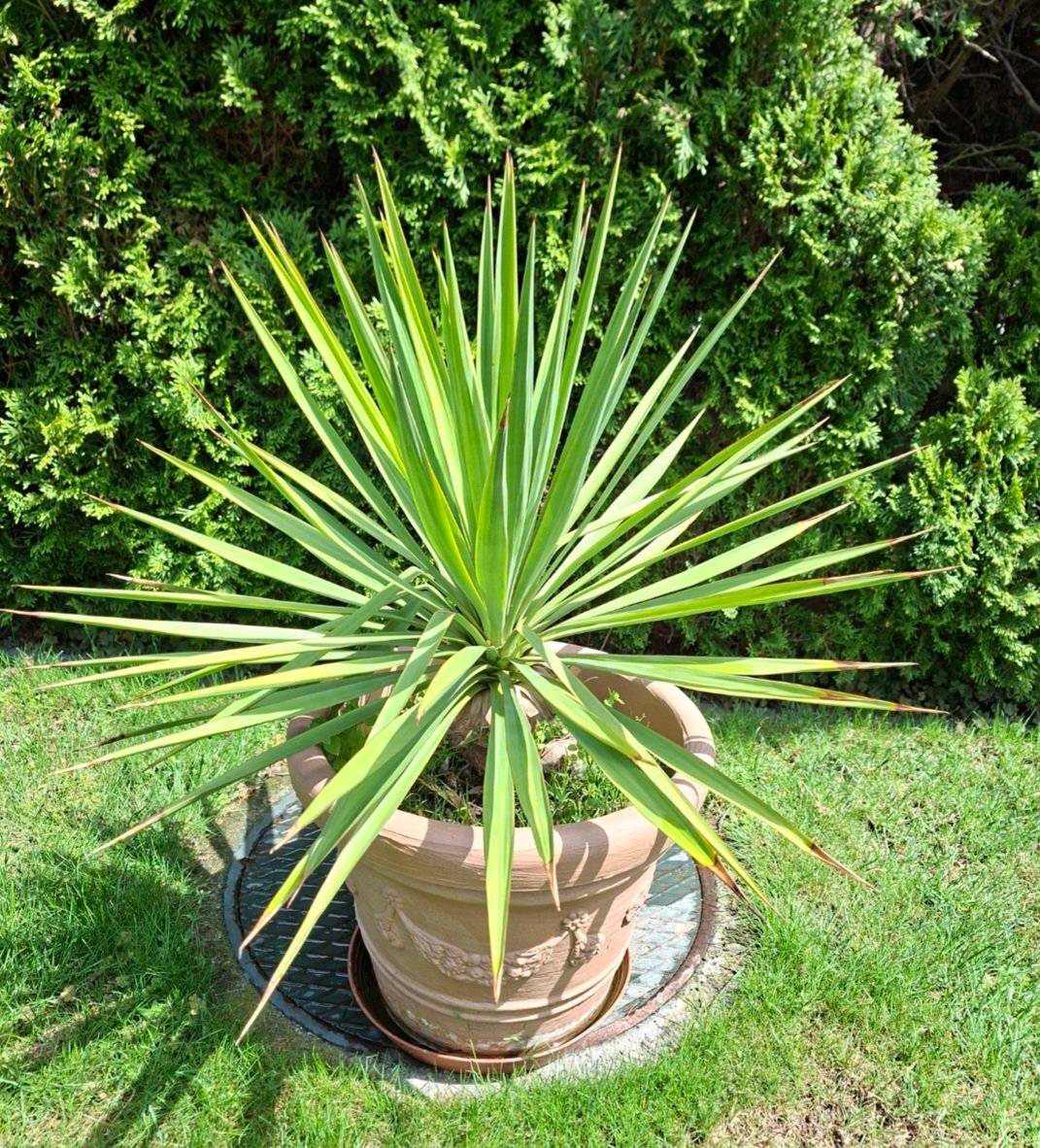 sansevieria info 10