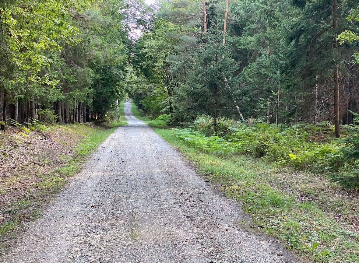 Gut zugänglicher Wald im Bezirk Königsdorf - 12347 m² zu verkaufen - Ansicht 3