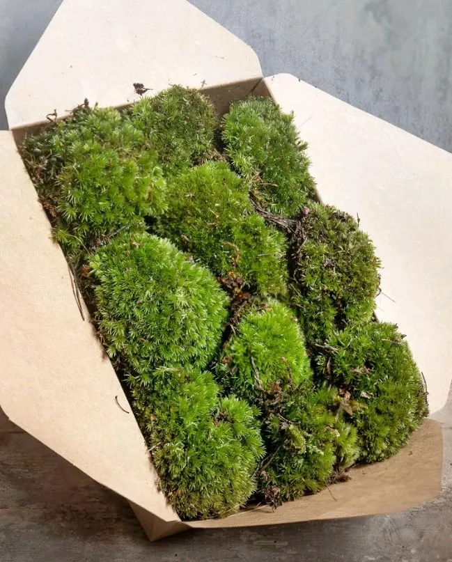 1 paket frisches Moos, € 12,- (9918 Strassen)
