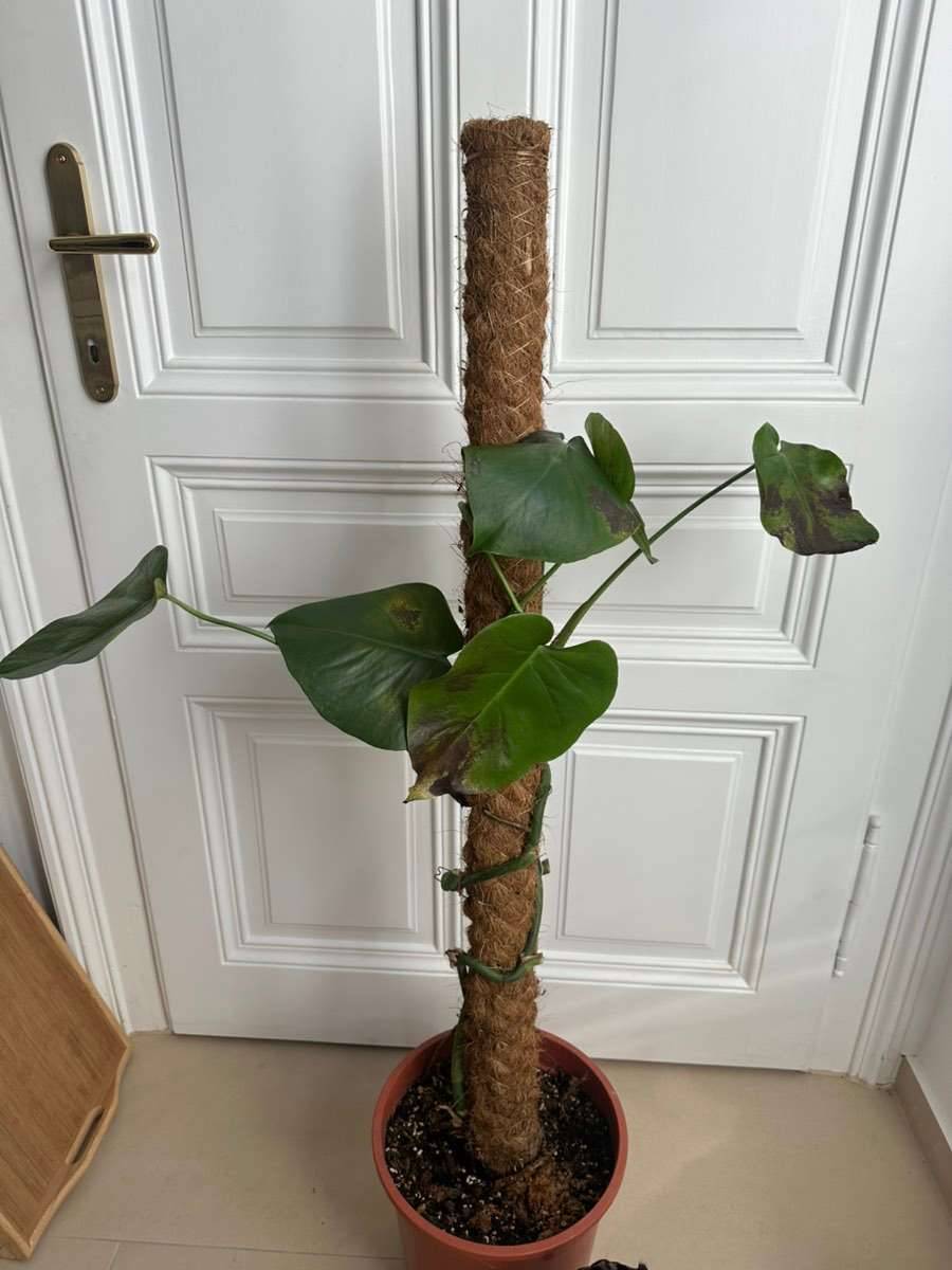 Monstera mit Thripse-Befall,  0,- (1170 Wien) - willhaben