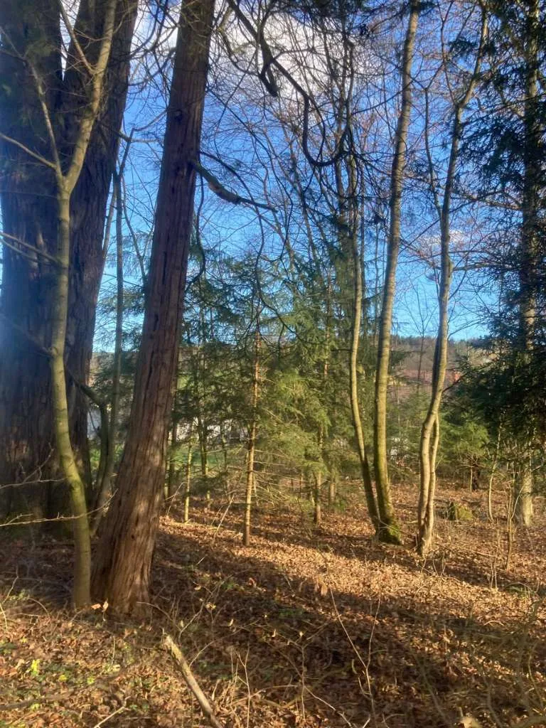 Naturparadies in Scheibbs zu verkaufen - Ansicht 2