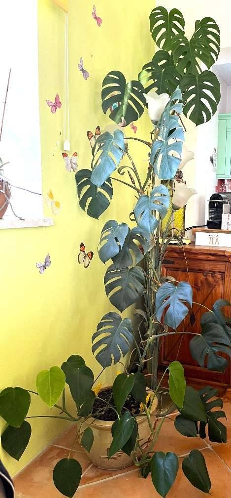 Zimmerpflanze Grnpflanze Philodendron Fensterblatt Monstera - Hhe ber 2  Meter!,  200,- (5161 Elixhausen) - willhaben