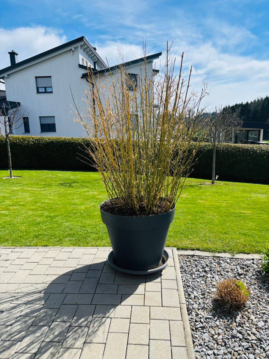 Bambus im Topf winterhart ca. 2 Meter,  150,- (4873 Arbing) - willhaben