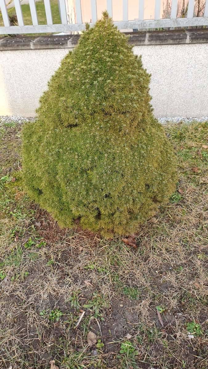 Zuckerhut/ Fichte 2 Stck ber 1 Meter hoch, Winterhart, keine Arbeit  schneiden , das einzige 2 mal im Jahr dngen.,  35,- (1220 Wien) -  willhaben