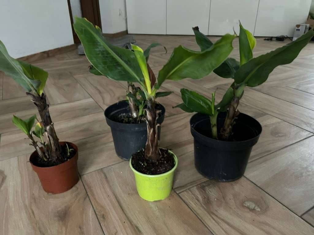 Bananenstaude bananenbaum Zwergbananenstaude zimmerpflanze balkonpflanze,   18,- (1150 Wien) - willhaben