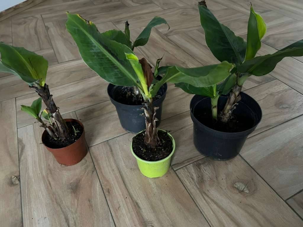 Bananenstaude bananenbaum Zwergbananenstaude zimmerpflanze balkonpflanze,   18,- (1150 Wien) - willhaben