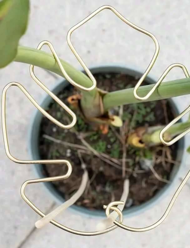 Gelb Metall Monstera Pflanzen Sttze Rankhilfe Sttzhilfe Stab Deko,  5,99  (9500 Maria Gail) - willhaben