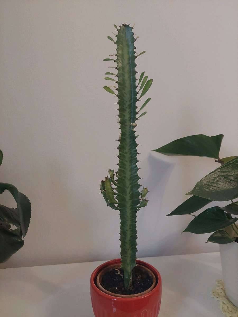 gummibaum erde kaufen Ficus Elastica Robusta auf Stiel | 180cm