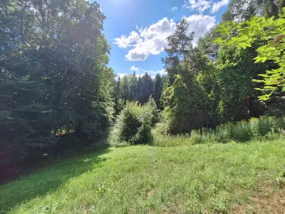 Grundstück kaufen in Weiz – 6 010 m², € 20.000 – Bild 3 von 3