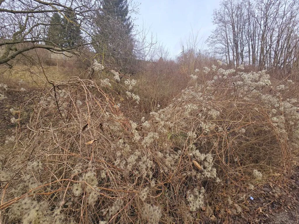 +NOTVERKAUF+ BAUGRUNDSTÜCK 1.190m² in PUKERSDORF ++Preis 249.000 Euro++pro m²EUR209,- - Widok 3