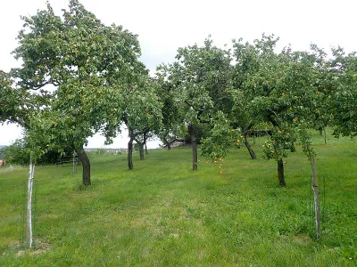 Immobilie kaufen in Krems an der Donau – 1 964 m² – Bild 3 von 8