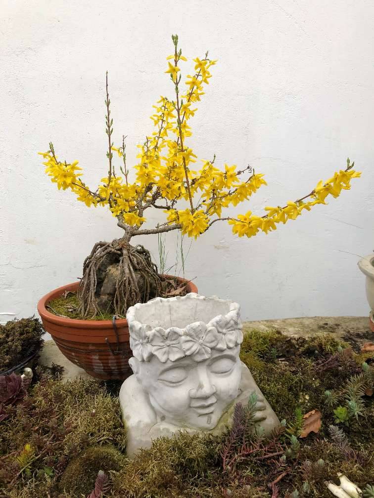 Bonsai Forsythien (Forsythia) , Prebonsai gute Basis,  119,- (3202  Grnsbach) - willhaben