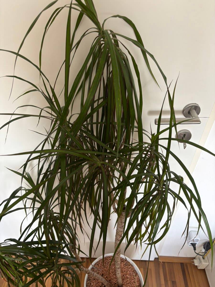 Dracaena Drachenbaum Zimmerpflanze,  15,- (9020 Klagenfurt) - willhaben